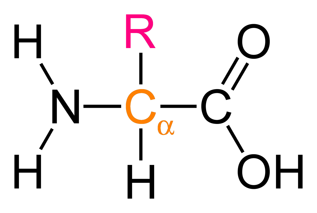 General structure of an alpha-amino acid: a central alpha carbon bonded to an amino group NH2, a carboxyl group COOH, a hydrogen atom and a variable side chain R.