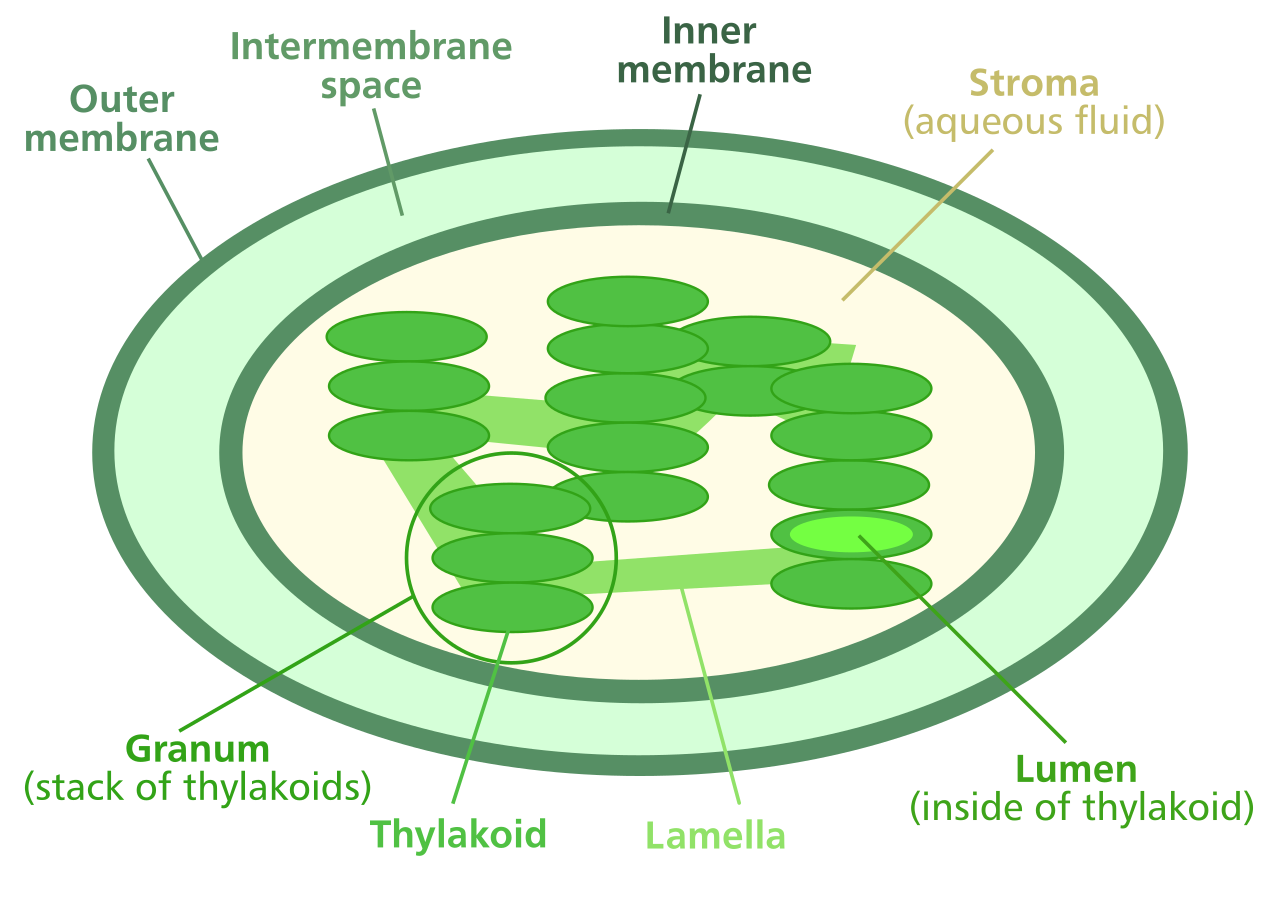 Structure of a chloroplast showing the outer and inner membranes, intermembrane space, stroma, thylakoids stacked into grana, the connecting stroma lamellae and the thylakoid lumen