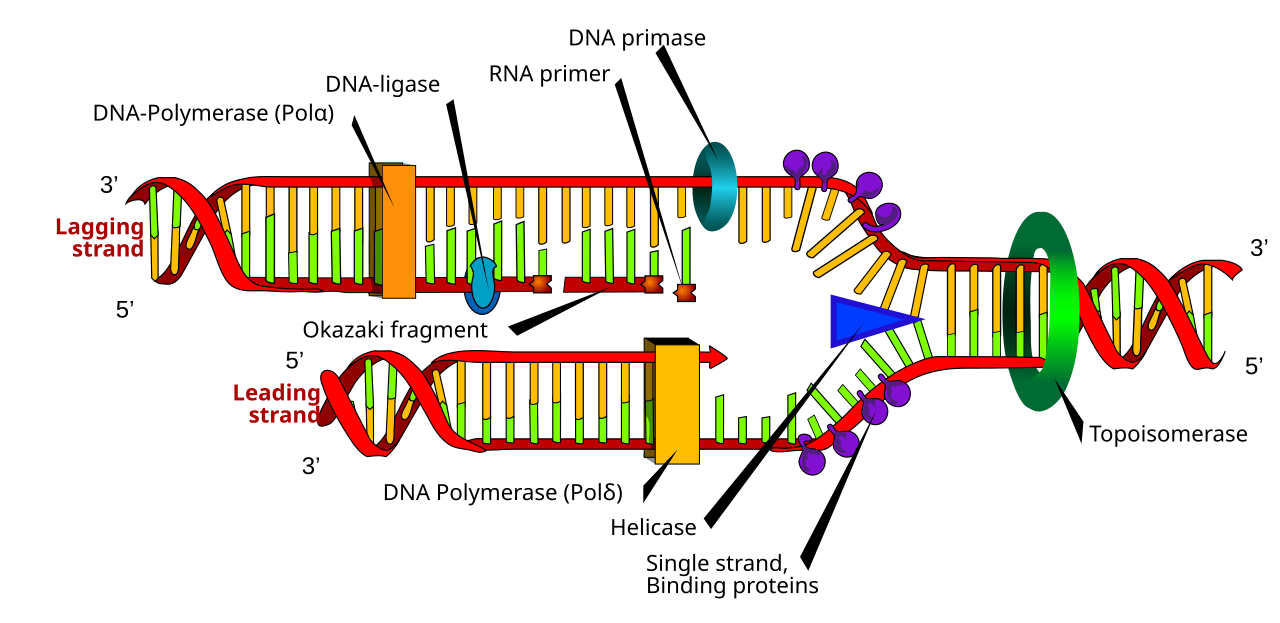 DNA replication fork showing leading and lagging strands, Okazaki fragments, RNA primer, DNA primase, DNA polymerase, DNA ligase, helicase, topoisomerase and single-strand binding proteins with 5 prime and 3 prime polarity