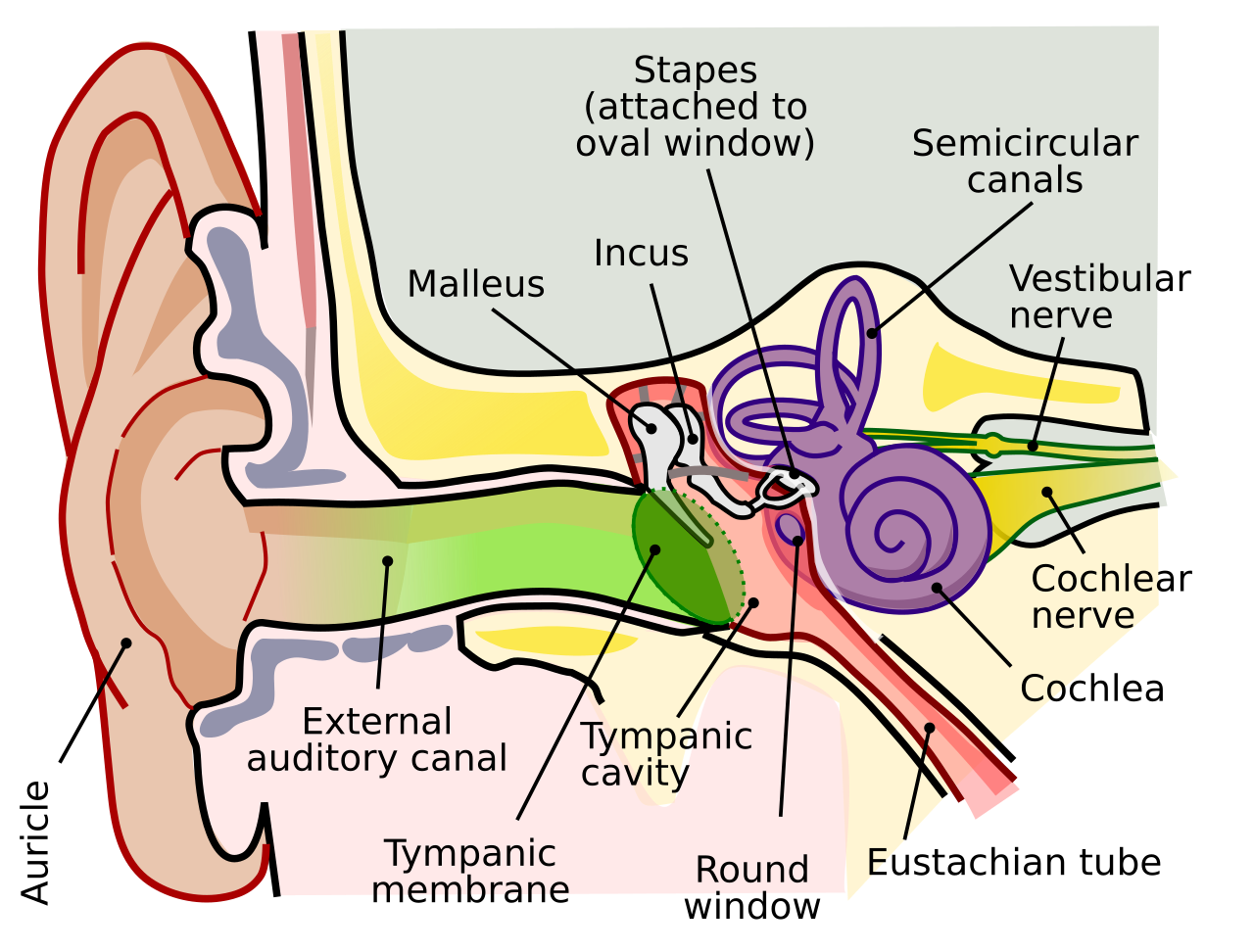 Anatomy of the human ear showing the auricle, external auditory canal, tympanic membrane, the malleus, incus and stapes ossicles, cochlea, semicircular canals, vestibular and cochlear nerves and Eustachian tube