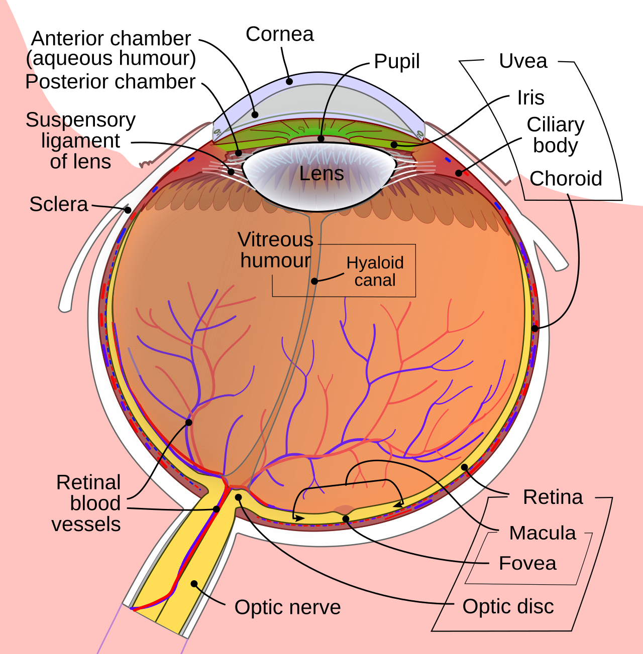 Horizontal cross-section of the human eye showing cornea, pupil, iris, lens, ciliary body, suspensory ligament, sclera, choroid, retina, macula, fovea, optic disc and optic nerve