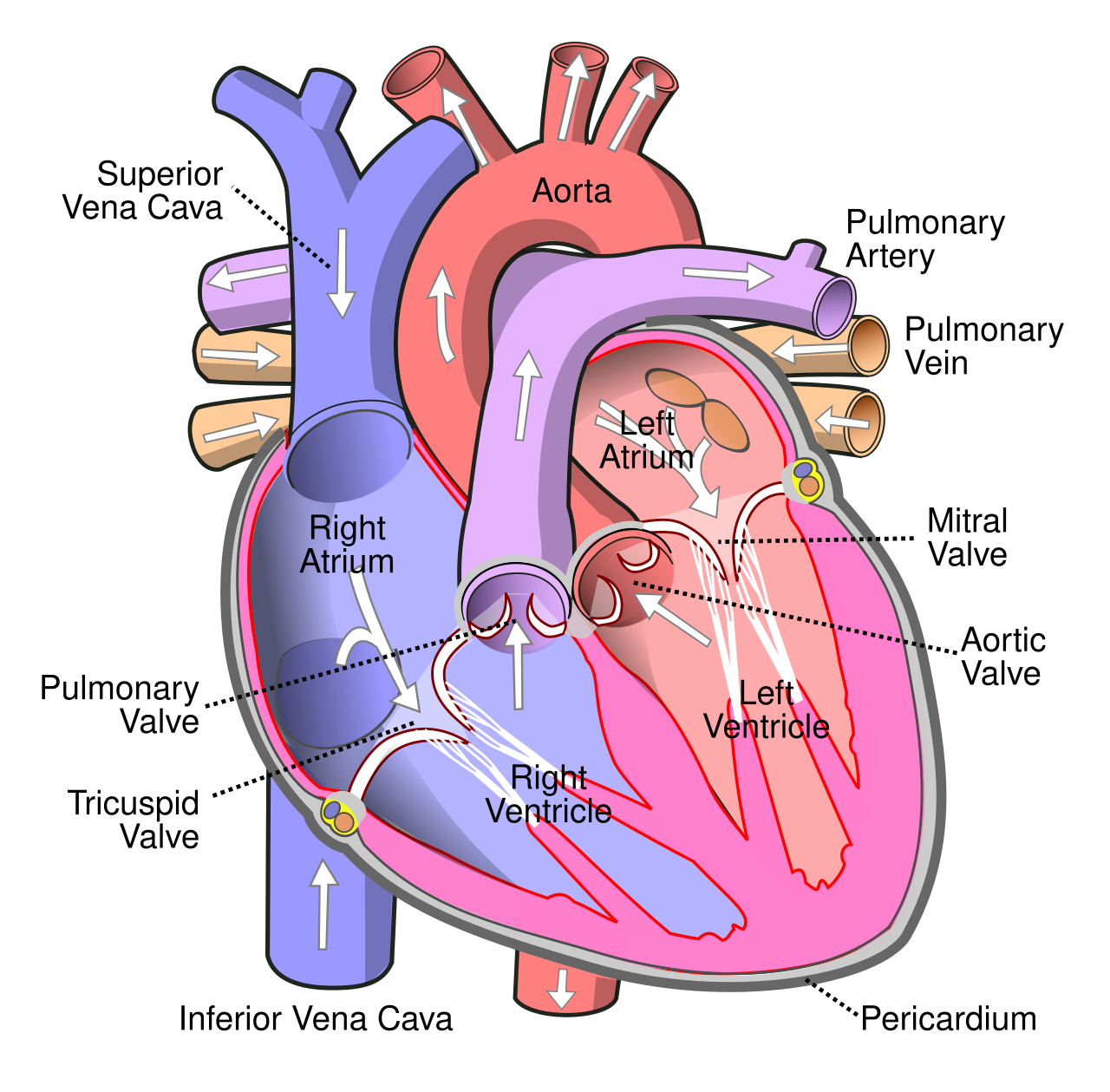 Cross-section of the human heart showing right and left atria and ventricles, tricuspid, pulmonary, mitral and aortic valves, superior and inferior vena cava, aorta, pulmonary artery and vein, pericardium, with blood flow arrows