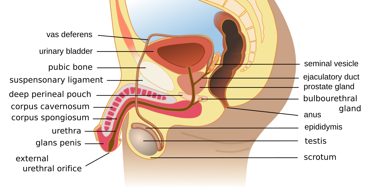 Sagittal section of the human male reproductive system showing the testis, epididymis, vas deferens, seminal vesicle, prostate gland, bulbourethral gland, urethra, urinary bladder and penis