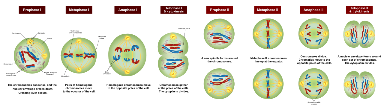 Stages of meiosis I and meiosis II: prophase I with chiasmata and crossing over, metaphase I, anaphase I, telophase I, then prophase II, metaphase II, anaphase II and telophase II