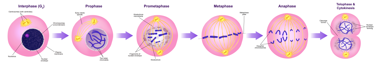 Stages of mitosis: interphase (G2), prophase, prometaphase, metaphase, anaphase, telophase and cytokinesis, with centrosomes, spindle, kinetochore, metaphase plate and cleavage furrow labelled
