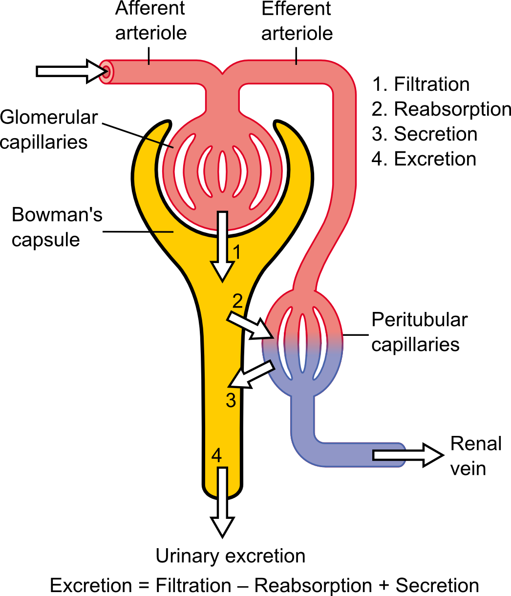 Nephron physiology showing afferent and efferent arterioles, glomerular capillaries, Bowman capsule and peritubular capillaries, with the four steps filtration, reabsorption, secretion and excretion