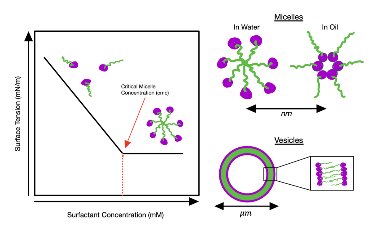 Surface tension versus surfactant concentration falling then levelling at the critical micelle concentration, alongside a micelle with hydrophilic heads pointing outward into water and hydrophobic tails clustered inward.