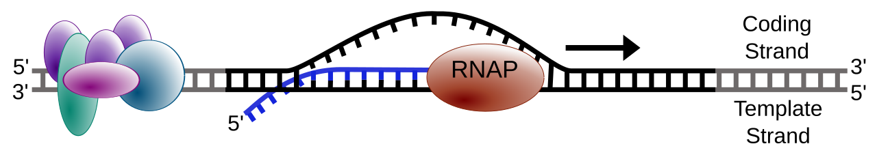 Transcription: RNA polymerase moving along DNA, unwinding the double helix, synthesising RNA from the template strand, with coding strand and template strand and 5 prime to 3 prime direction labelled