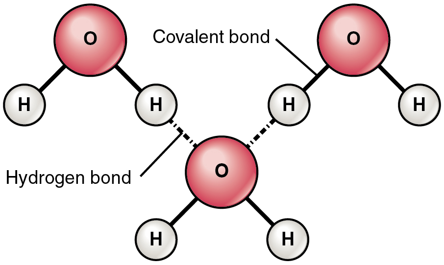 Hydrogen bonding between water molecules: solid lines show the O-H covalent bonds within each molecule, and dashed lines show hydrogen bonds from an H of one molecule to the O of a neighbouring molecule